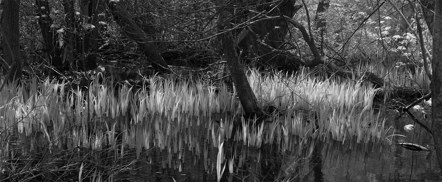 Infrared Panorama of Line of Plants in Water With Wild Chaotic Understory Around Them.